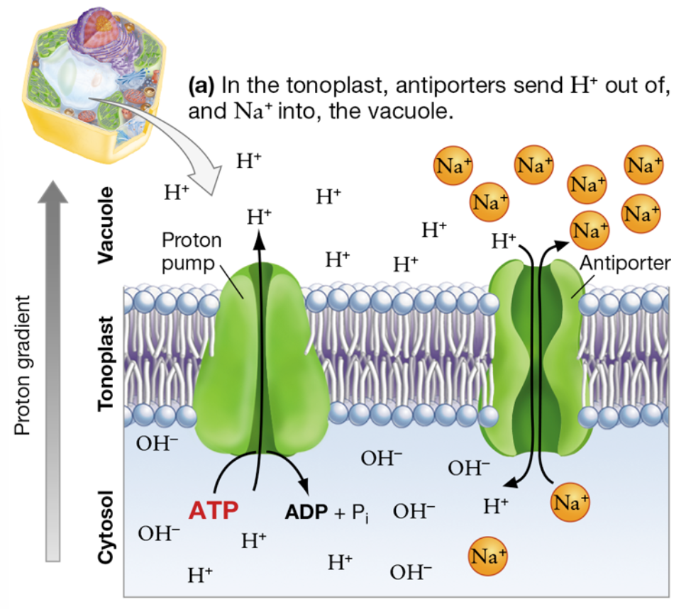 <p>How do antiporters help detoxify plant cells?</p>