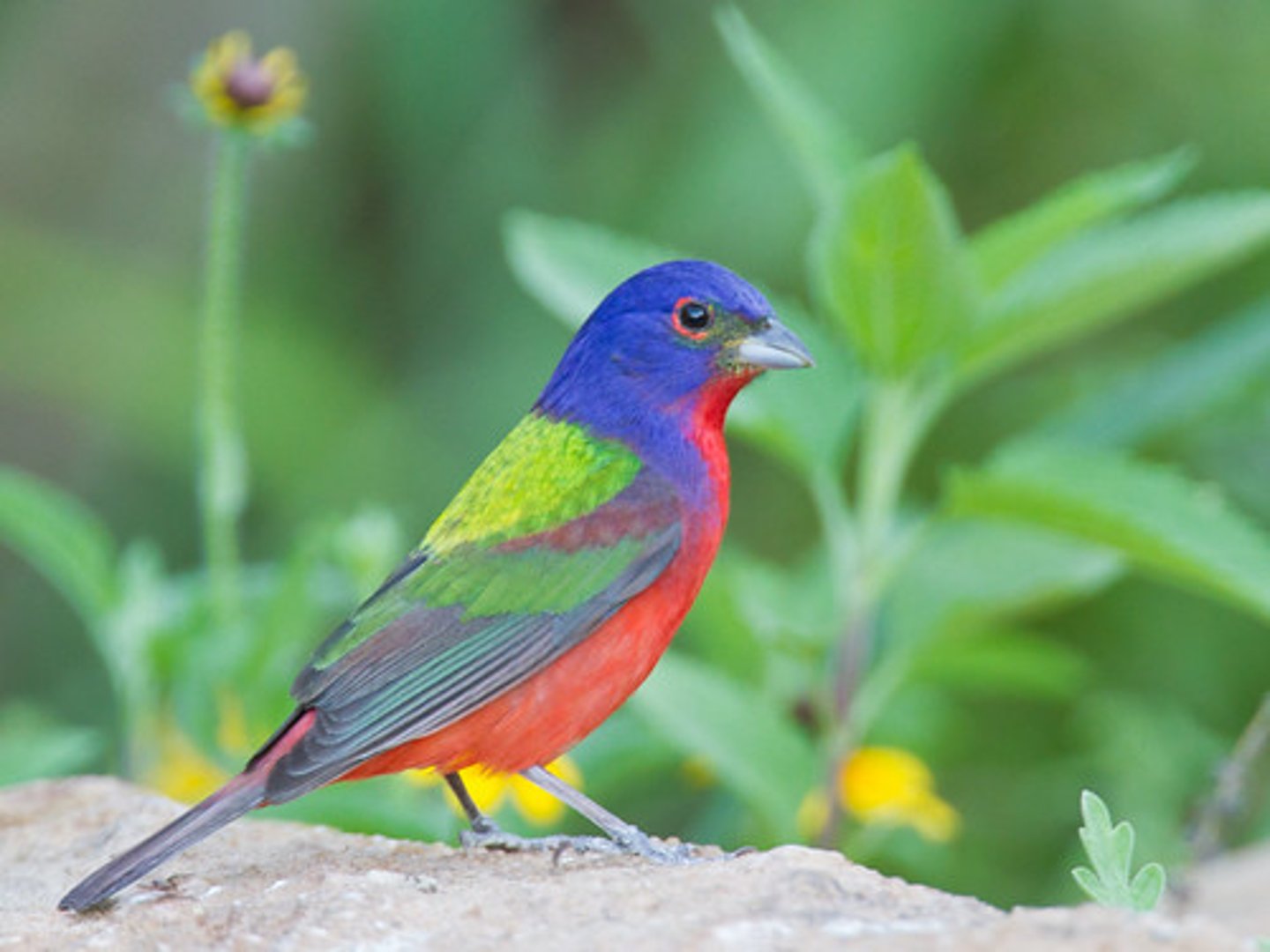 <p>to be colorful</p>