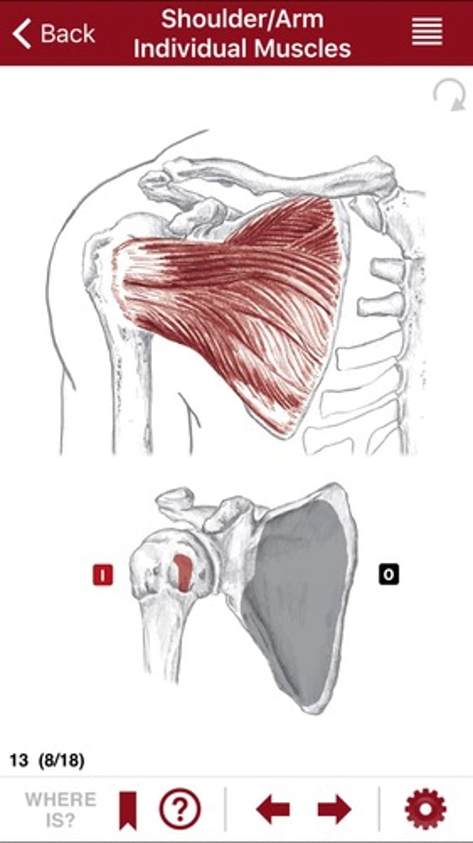 <p>What is this and what does it do? Give an origin and insertion.</p>