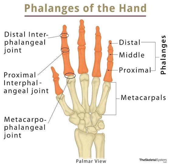 <p>14 long bones.</p><p>1) Proximal x 5 (closest to palm)</p><p>(2) Middle x 4</p><p>(3) Distal x 5 (most distant from palm)</p><p>(All fingers have 3 phalanges except thumb which has only 2 – proximal and distal)</p>