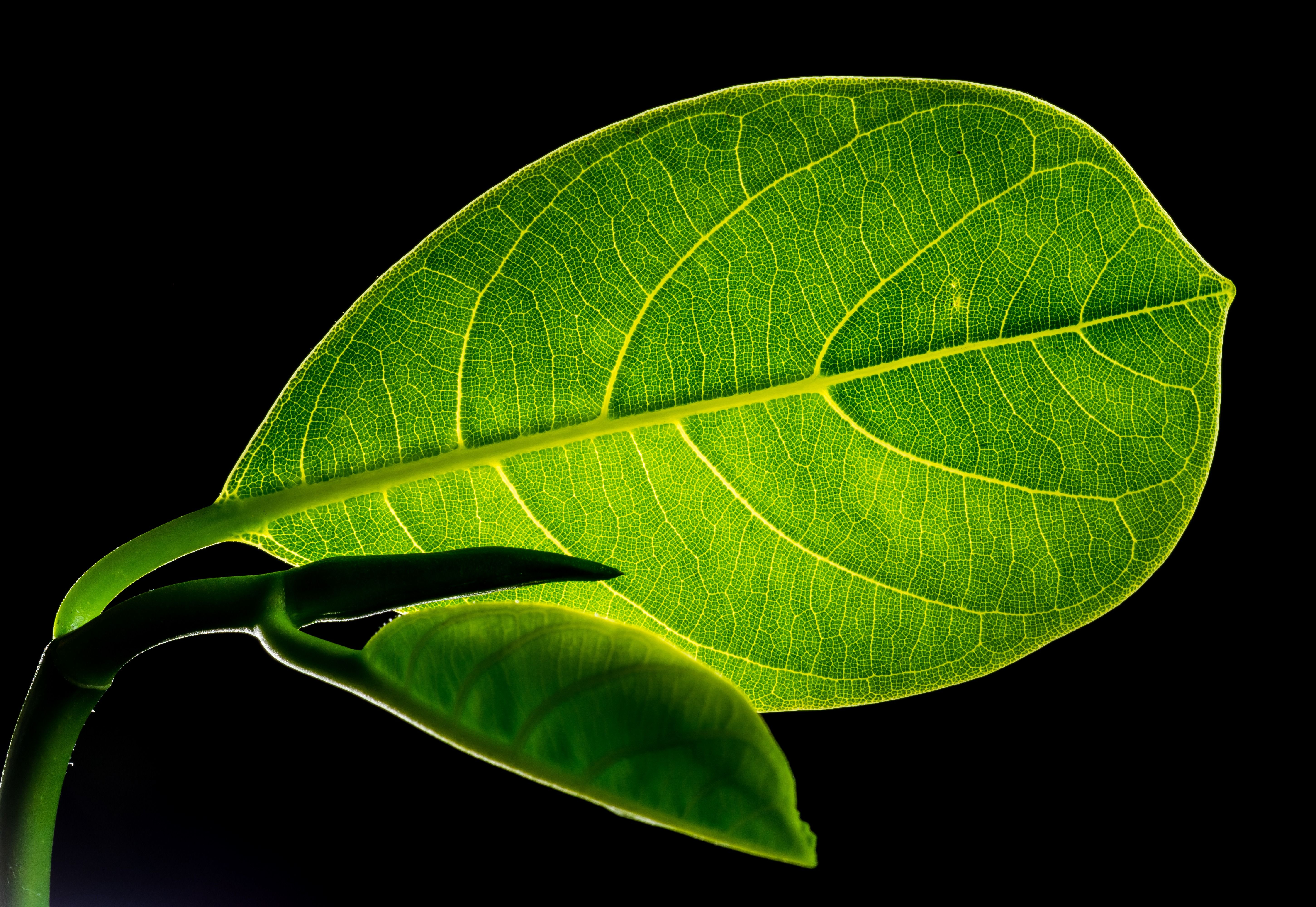 <p>leaf margin is smooth</p>
