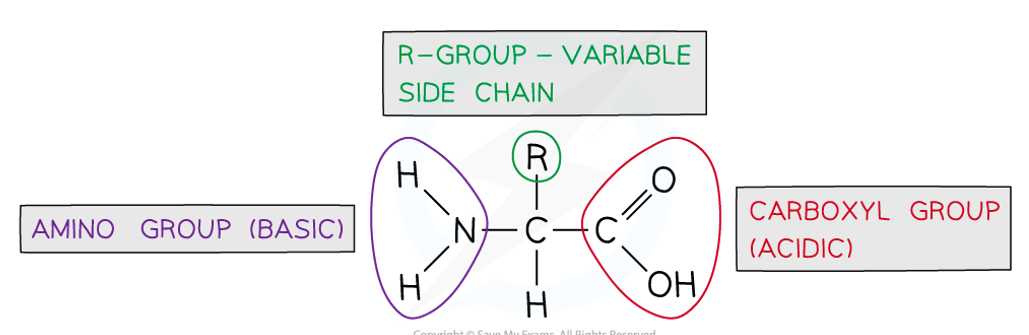 <p><strong>Amino acids:</strong></p><ul><li><p>a hydrogen atom</p></li><li><p>a basic amino group</p></li><li><p>an acidic carboxyl group</p></li><li><p>a variable “R group”</p></li></ul><p></p>