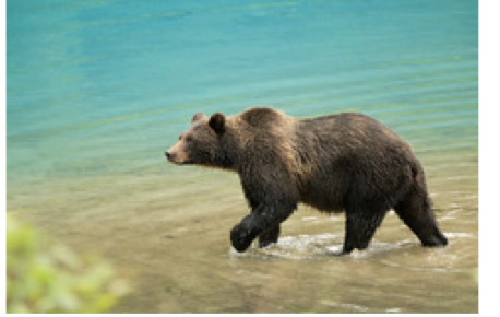 <p>An animal that eats both plants and animals</p>