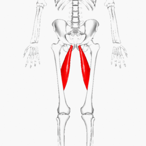 <p>Medial Hip Muscles</p>