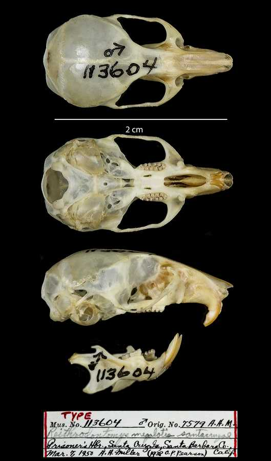 <p>Family Cricetidae Reithrodontomys megalotis (western harvest mouse)</p>