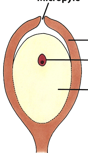 <p>Label this seed in gymnosperms in clockwise order</p>