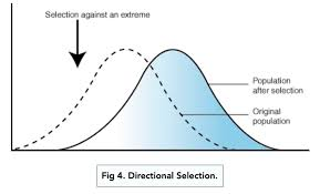 <p>Selecting against one extreme</p>