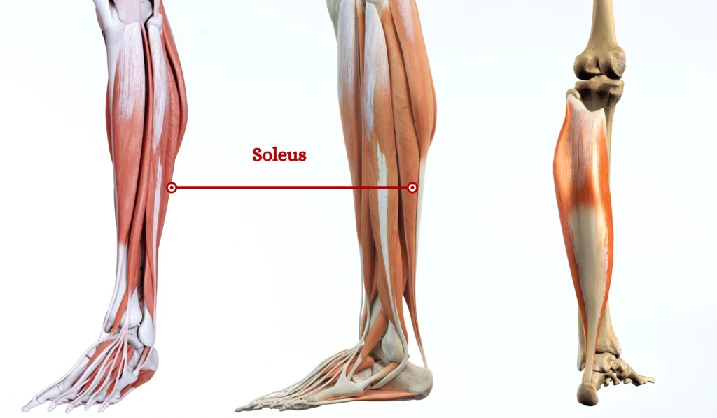 <p>soleus</p>