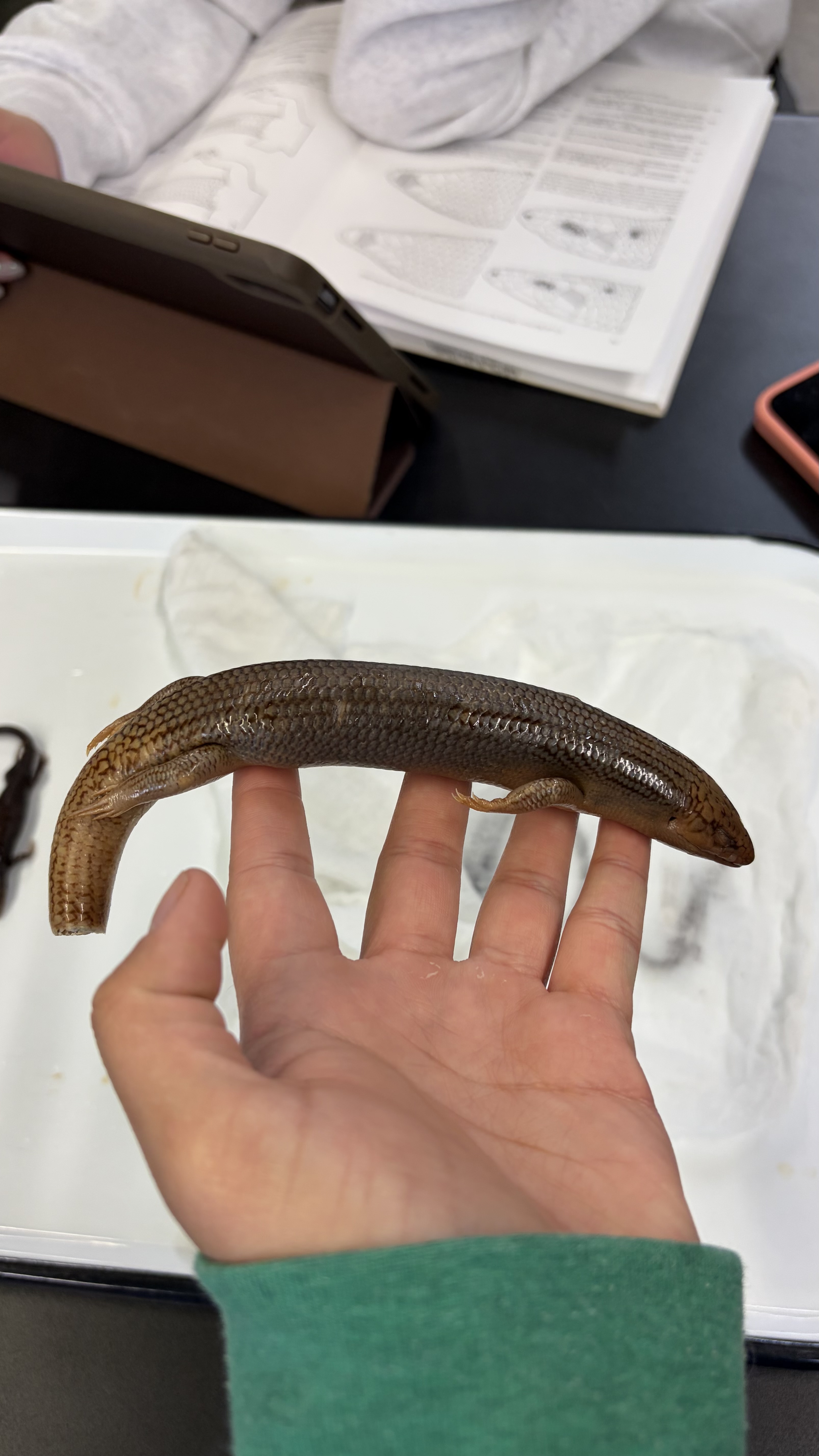 <ul><li><p>Squamata</p><ul><li><p>Scincomorpha</p><ul><li><p>Scincidae</p><ul><li><p><em>Plestiodon obsoletus</em></p></li></ul></li></ul></li></ul></li></ul><p></p>