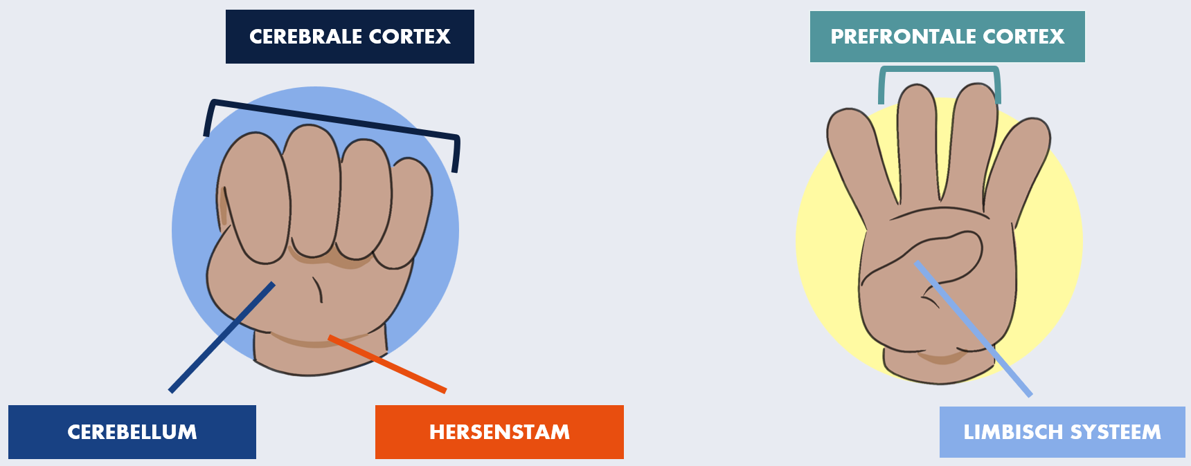 <p>Verschillende elementen in vuist</p><ul><li><p>palm &amp; pols: cerebellum &amp; hersenstam → rol bij basale processen, fight/flight/freeze</p></li><li><p>duim (vanbinnen): limbisch systeem → alle sensorische input emotioneel label geven</p></li><li><p>achterkant hand &amp; vingers: cortex → denkend brein, complexere denkprocessen, regulatie gedachten &amp; gedrag</p><ul><li><p>vingertoppen: PFC</p></li></ul></li></ul><p>Rust:<strong> lerende modus</strong></p><ul><li><p>stressrespons systeem niet geactiveerd, vuist gesloten → alle 5 hersengebieden goed met elkaar verbonden</p></li><li><p>connectie emotioneel &amp; denkend brein</p></li></ul><p>Overleven: <strong>gestresseerde modus</strong></p><ul><li><p>belangrijker dan leren</p></li><li><p>limbisch systeem scant continu of er gevaar is</p></li><li><p>actief door acuut gevaar, vuist open → disconnectie tussen emotioneel &amp; denkend brein, terugvallen op impulsieve fight/flight/freeze respons</p></li><li><p>kinderen vallen makkelijker in deze modus → als volwassenen terug in lerende modus krijgen</p></li></ul><p></p>
