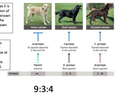 <p>- gene that is masked</p>