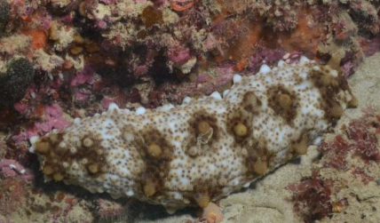 <p>ECHINODERMATA Brown mottled sea cucumber</p>