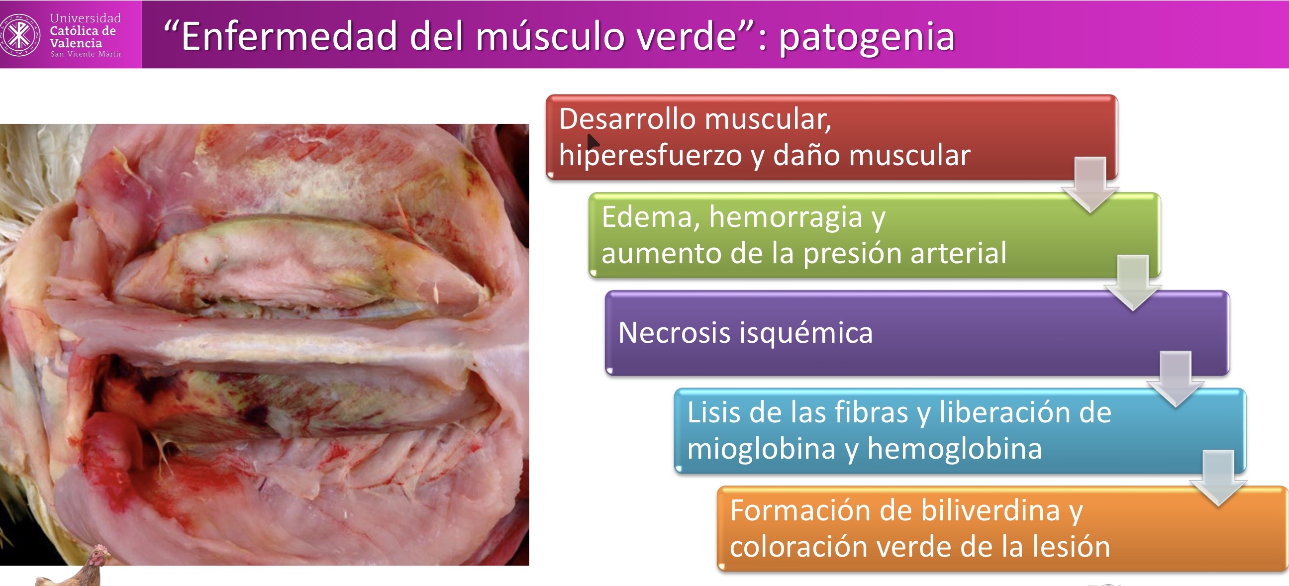 <p>MÚSCULO-ESQUELÉTICA: Enfermedad del musculo verde o miopatia pectoral profunda</p><p>Suele ocurrir a Broilers, debido a isquemia (necrosis coagulativa)</p>