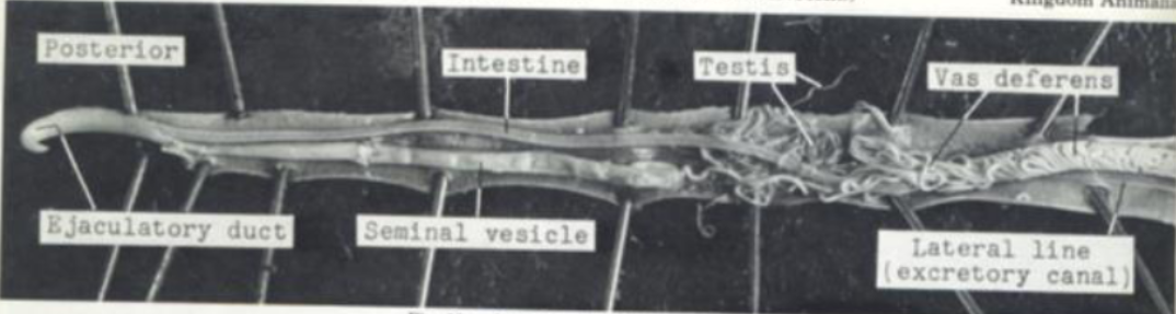 <p>What is the kingdom, phylum, order, and family of this parasite</p>
