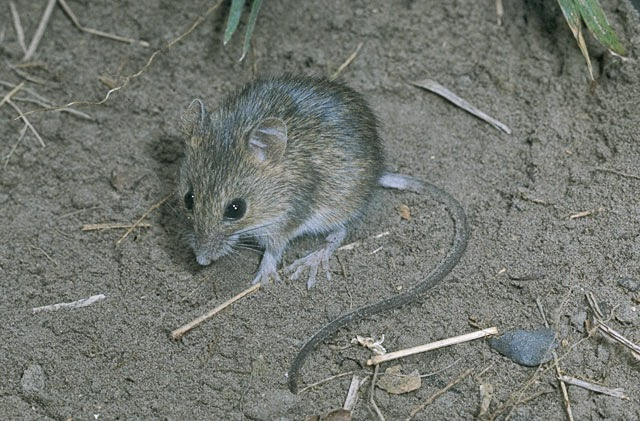 <p><strong>Small and delicate with long, thin semi-prehensile tails, relatively small feet, and narrow pointed snouts.</strong> Tail weakly bicolored or nearly unicolored compared with Peromyscus. Often associated with dense grasses or herbaceous cover.</p>