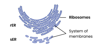 <p><strong>Describe the structure and functions of rough and smooth endoplasmic reticulum.</strong></p>