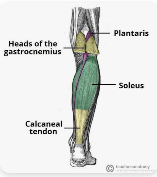 <p>O: Posterior fibula; soleal line of the tibia</p><p>I: Tuber calcanei (via calcaneal tendon)</p><p>A: Plantarflexion of the foot (independent of leg extension); (high percentage of slow-twitch fibres)</p><p>N: Tibial nerve</p>