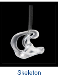 <p>what does a skeleton shell look like?</p>