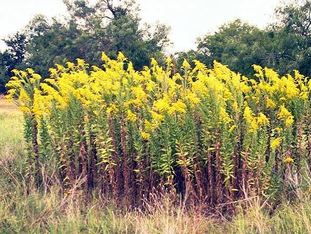<p>Tall Goldenrod; Asteraceae family</p>