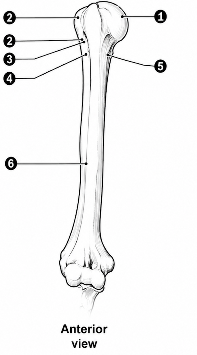 <ol><li><p>head of the humerus: joins the glenoid cavity of the scapula at the shoulder joint</p></li><li><p>greater tuberosity: insertion for supraspinatus, infraspinatus and teres minor (also the coracohumeral ligament)</p></li><li><p>lesser tuberosity: insertion of subscapularis</p></li><li><p>bicipital groove: between the tuberosities; for the tendon of long head of biceps</p></li><li><p>anatomical neck: every head in anatomy has a neck</p></li><li><p>surgical neck: a site named because it fractures relatively often</p></li><li><p>deltoid tuberosity: insertion of deltoid</p></li></ol><p></p>