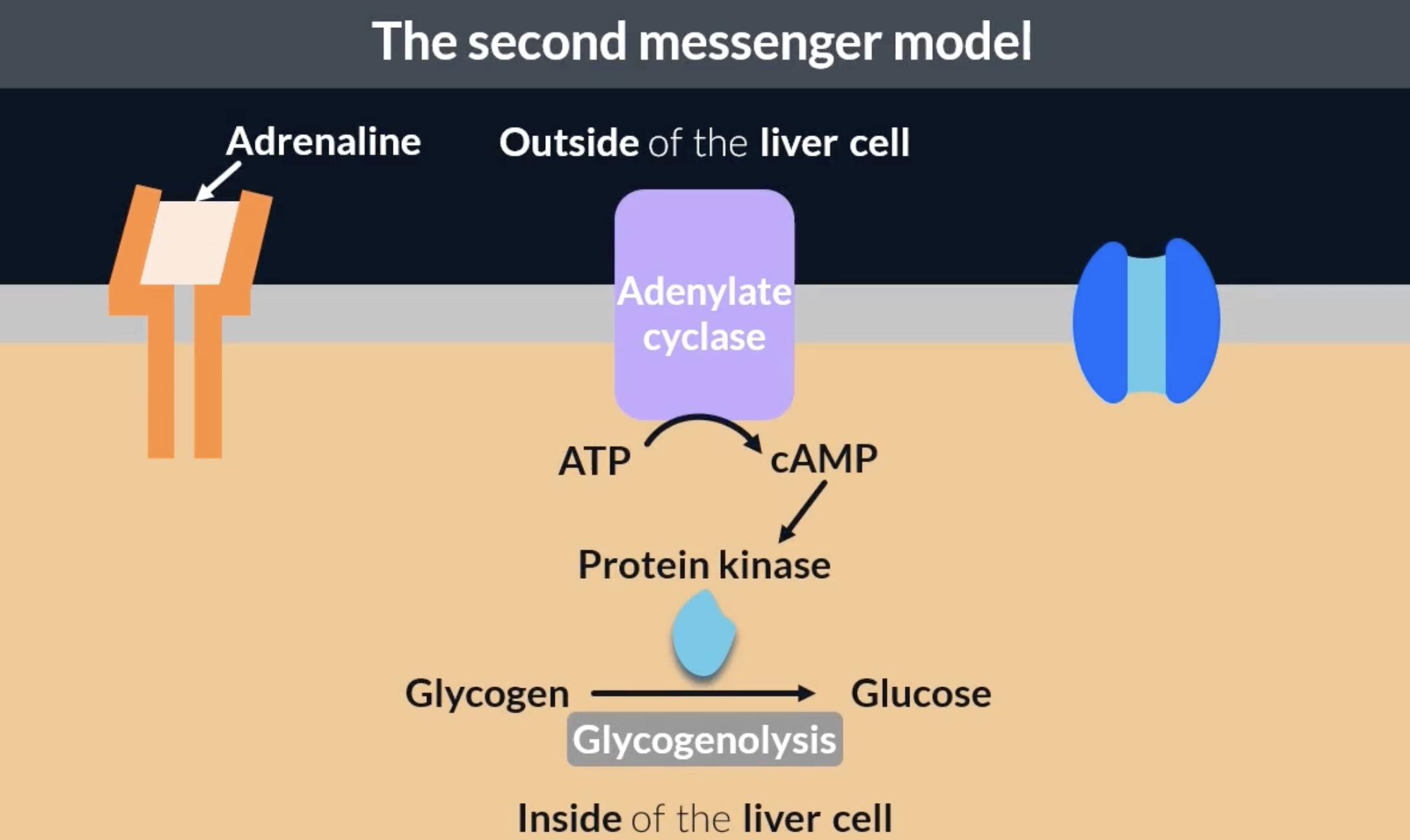 <p><em>protein kinase</em> is the specific enzyme that catalyses glycogenolysis</p><p>when adrenaline or glucagon binds to complementary receptors, it activates an enzyme in the cell membrane called <em>adenylate cyclase</em>. this enzyme catalyses the conversion of ATP to <em>cAMP</em>. cAMP can bind to the enzyme protein kinase and activate it to carry out glycogenolysis</p><p>this process is called the second messenger model because it involves 2 messengers. the first messenger is the molecule that binds to receptors and signals a change = adrenaline or glucagon. the second messenger is the molecule that coordinates the response = cAMP activating protein kinase</p>