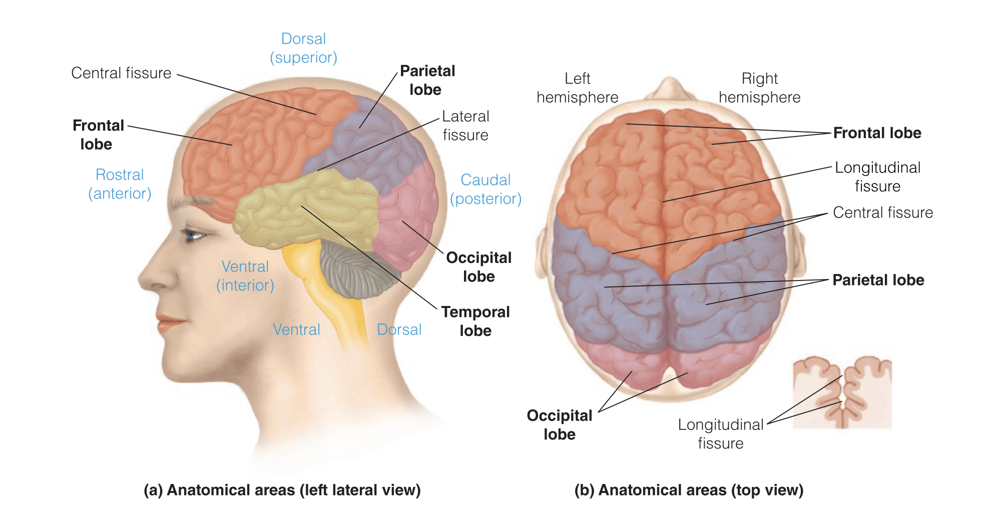 <p><strong>Frontal Lobe </strong></p>