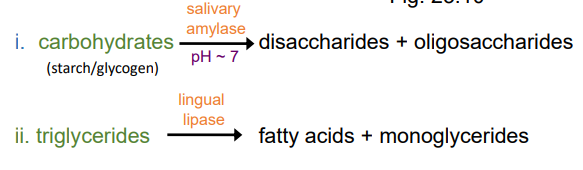<ul><li><p>carbohydrates (starch/glycogen) —(salivary amylase, pH 7)—→ disaccharides + oligosaccharides </p></li><li><p>triglycerides ——(lipid lipase)—→ fatty acids + monoglycerides</p></li></ul><p></p>