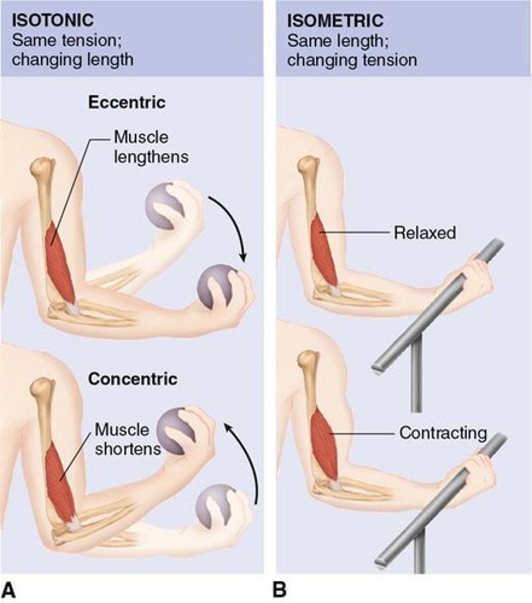 <p>Isotonic contractions involve muscle shortening with movement, while isometric contractions involve muscle tension without shortening.</p>