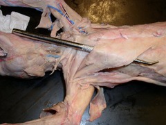 <p>muscle that acts with the superficial muscles of the ventral chest to rotate the forelimb and to draw the forelimb toward the chest</p>
