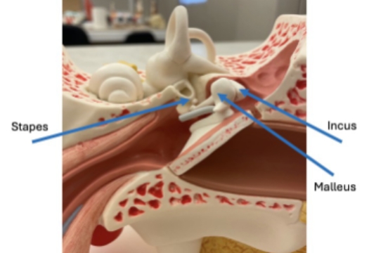 <p>incus, malleus, stapes</p>