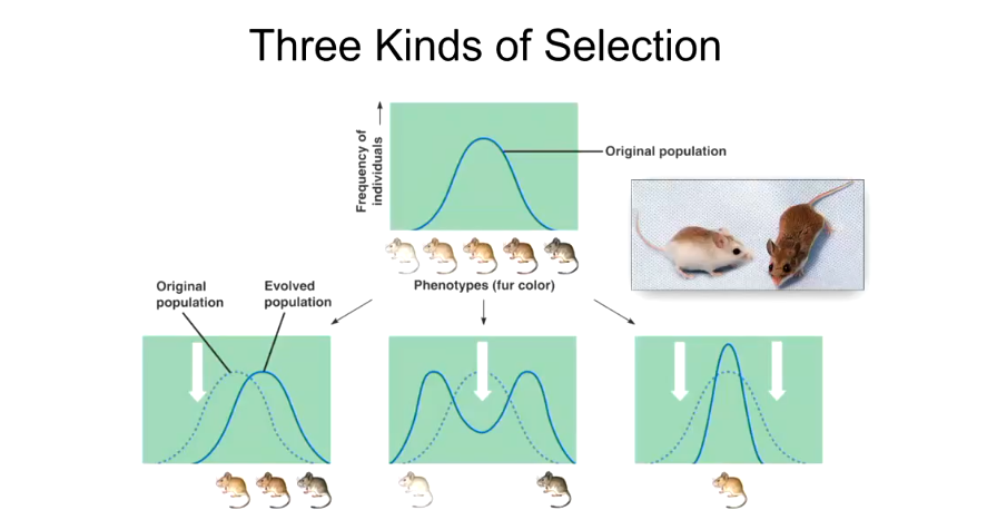 <p>Explain the different ways natural selection can shape populations</p>