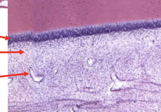 <p>ID the region (middle arrow)</p>