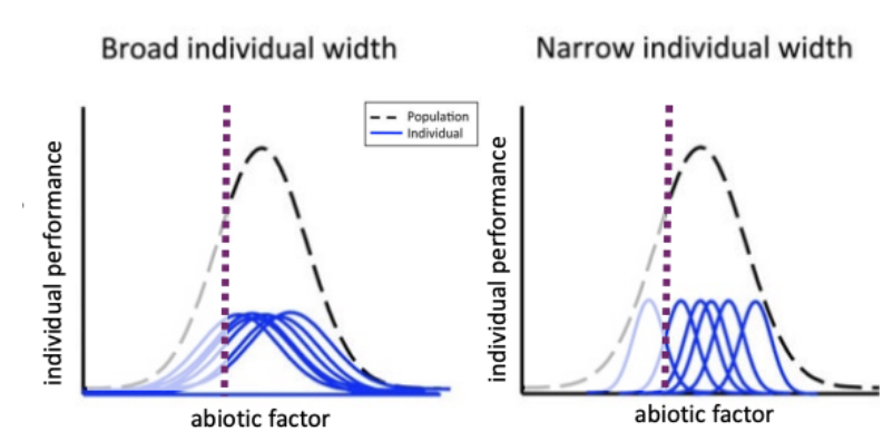 <p>Individual tolerances shape species-level niches</p>
