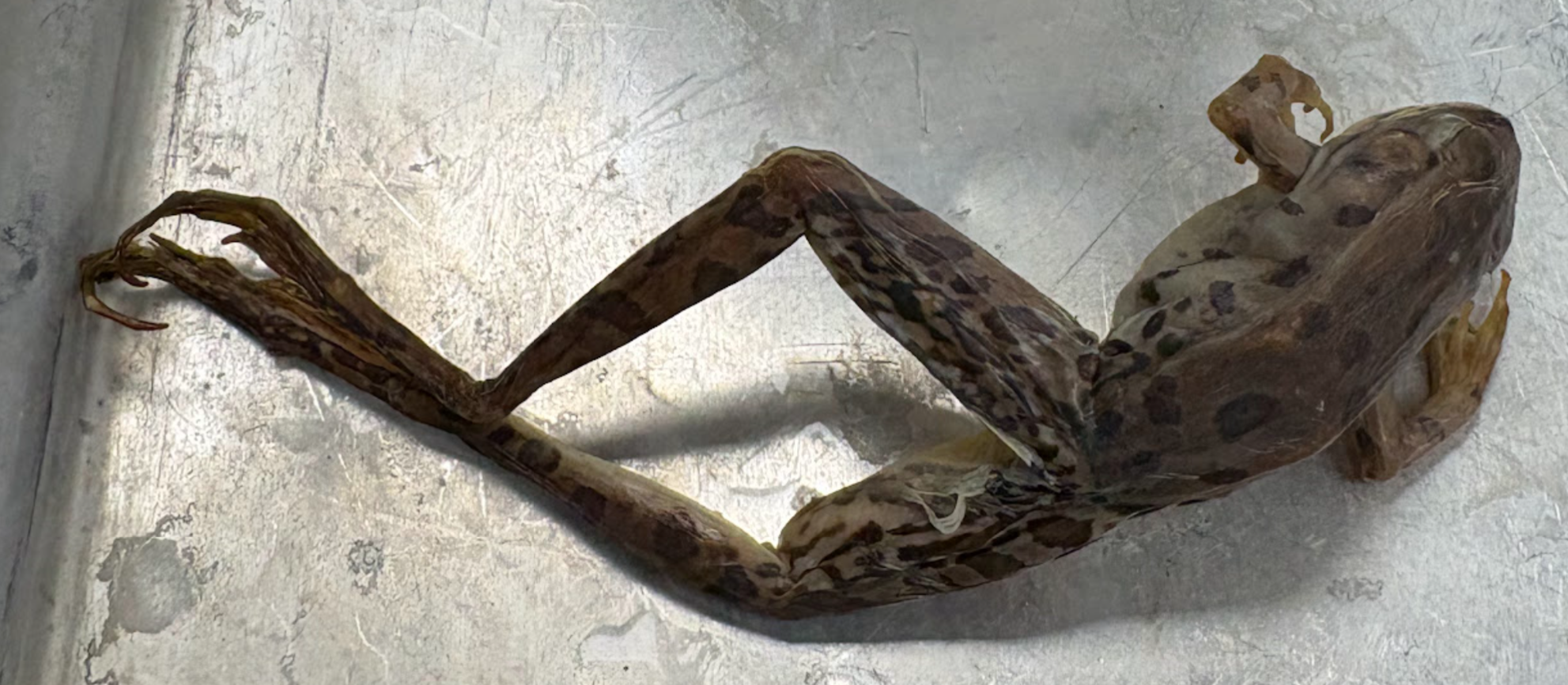 <p><span style="background-color: transparent;">Lithobates sphenocephala</span></p>