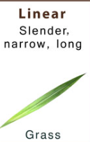 <p>Slender narrow long</p>
