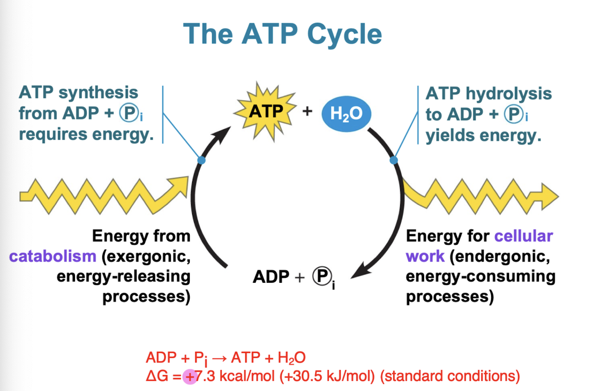 <ul><li><p>ATP is a renewable resource that is regenerated by addition of phosphate group to ADP</p></li><li><p>energy to phosphorylate ADP comes from catabolic reactions in cell</p></li><li><p>overall: coupled reactions are <strong>exergonic </strong>(ΔG < 0)</p></li></ul><p></p>