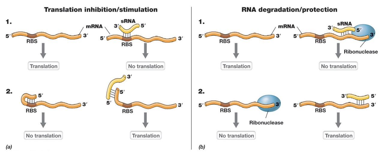 <ul><li><p>sRNAs are short single-stranded RNA molecules that regulate gene expression by base pairing with target mRNAs (altering translation efficiency)</p></li><li><p>Binding near the RBS can block ribosomes across and inhibit translation. (3’ end), while in other cases it can expose the RBS to promote translation (5’ end)</p></li><li><p>sRNAs also influence mRNA stability by either recruiting ribonucleases to promote degradation or protecting the mRNA from degradation (increasing lifespan)</p></li></ul><p></p>
