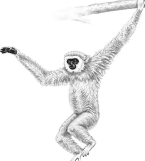 <p>Family Hylobatidae</p>