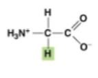 <p>gly. non polar. builds proteins, supports metabolism and regulated nervous system</p>