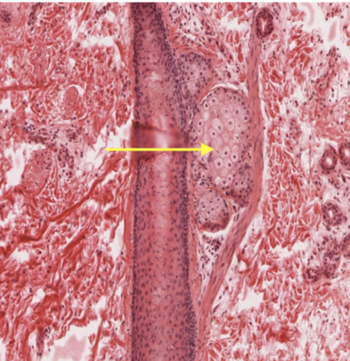 <p>Identify the structure</p>