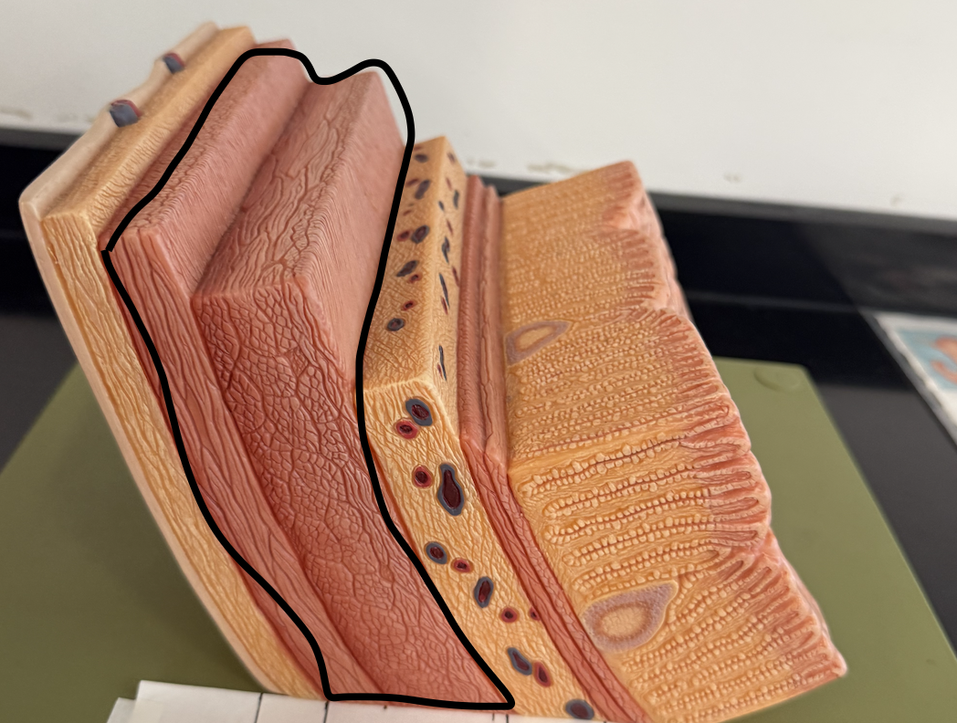 <p>Circular and longitudinal smooth muscle</p>