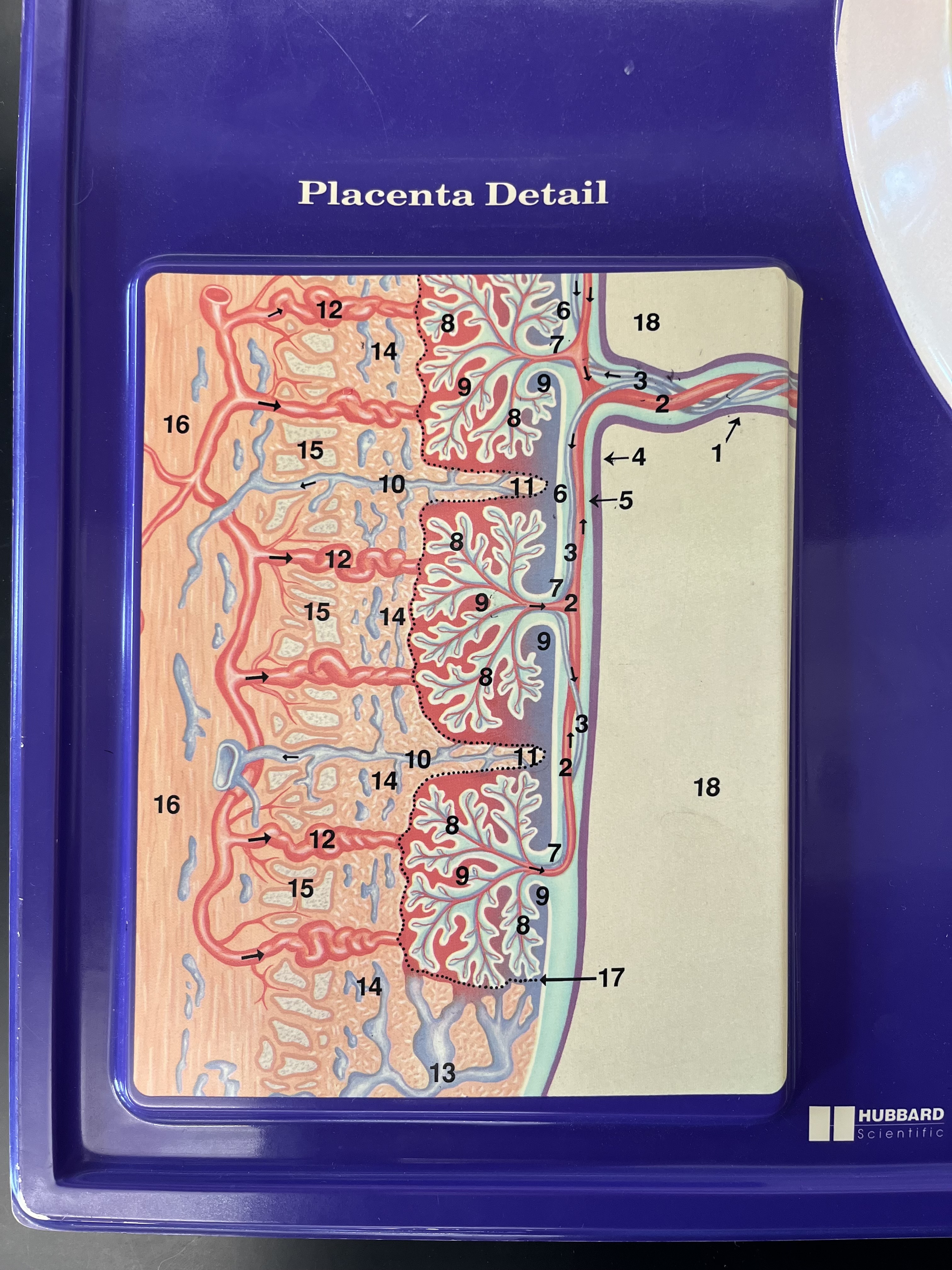 <p>16</p>