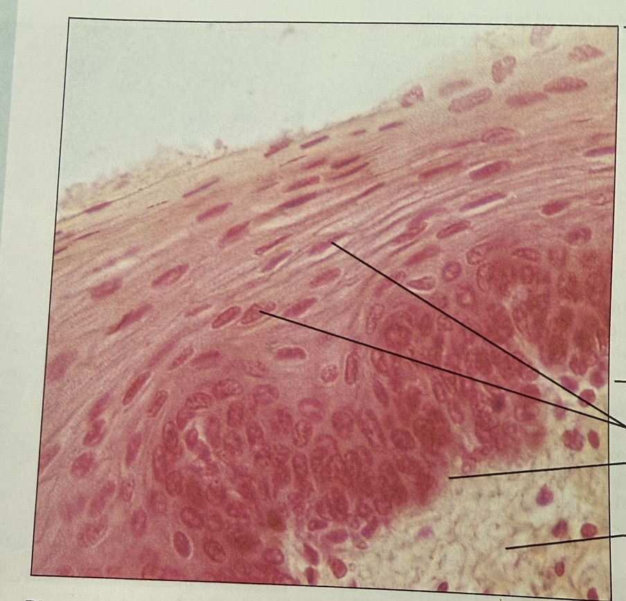 <p>where in the body is this tissue found</p>