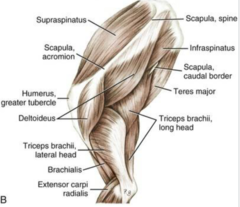 <p>extensor of the elbow j.</p>