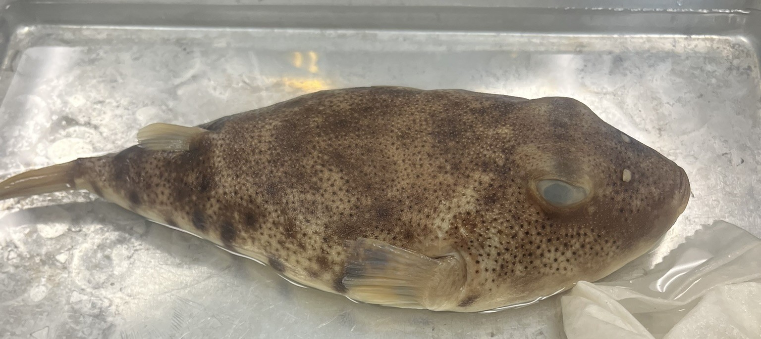 <p>Family Tetraodontidae (puffers) - <em>Sphoeroides maculatus</em></p>