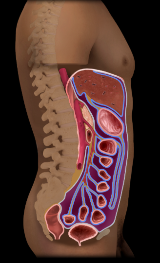 <p>inner lining of abdominopelvic cavity</p>