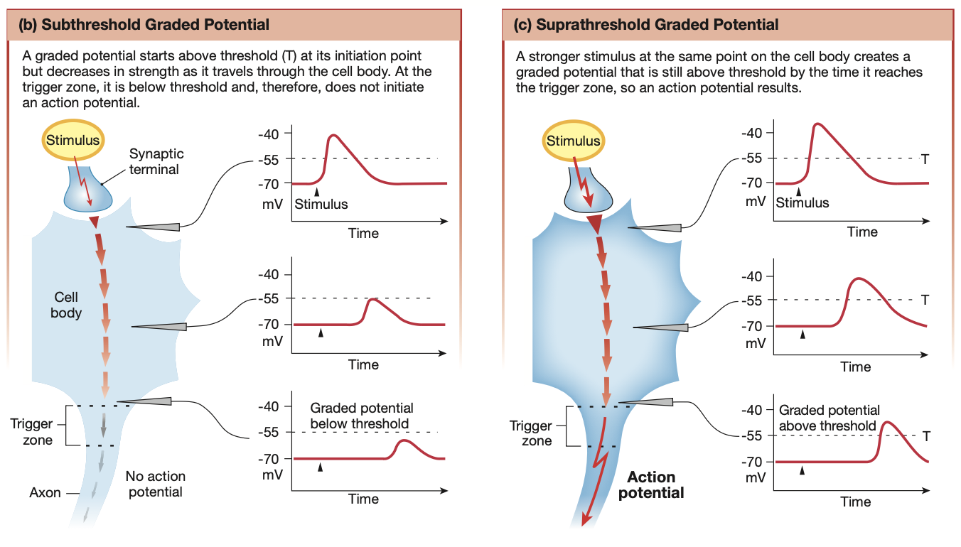 <p><strong><mark data-color="purple" style="background-color: purple; color: inherit;">Where?</mark></strong></p><ul><li><p>Dendrites &amp; cell body</p></li></ul><p><strong><mark data-color="purple" style="background-color: purple; color: inherit;">How?</mark></strong></p><ul><li><p>mechanical, chemical or voltage-gated ion channels</p></li><li><p>Ions involved: Na+, K+, Ca2+ &amp; Cl-</p></li></ul><p><strong><mark data-color="purple" style="background-color: purple; color: inherit;">Trigger Signal</mark></strong></p><ul><li><p>Ions entering through gated channels</p></li></ul><p><strong><mark data-color="purple" style="background-color: purple; color: inherit;">Signal type</mark></strong></p><ul><li><p><strong>More positive</strong>: Depolarising (e.g Na+ entering) - excitatory</p></li><li><p><strong>More negative</strong>: Hyperpolarising (e.g Cl- entering or Na+ leaving) - inhibitory</p></li></ul><p></p>