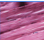 <p>What tissue</p>