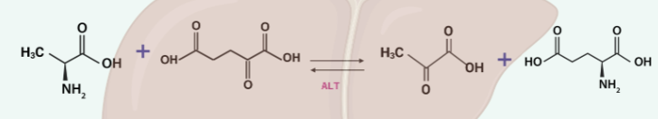 <p>-converts alanine and a-KG to pyruvate and glutamate</p><p></p>
