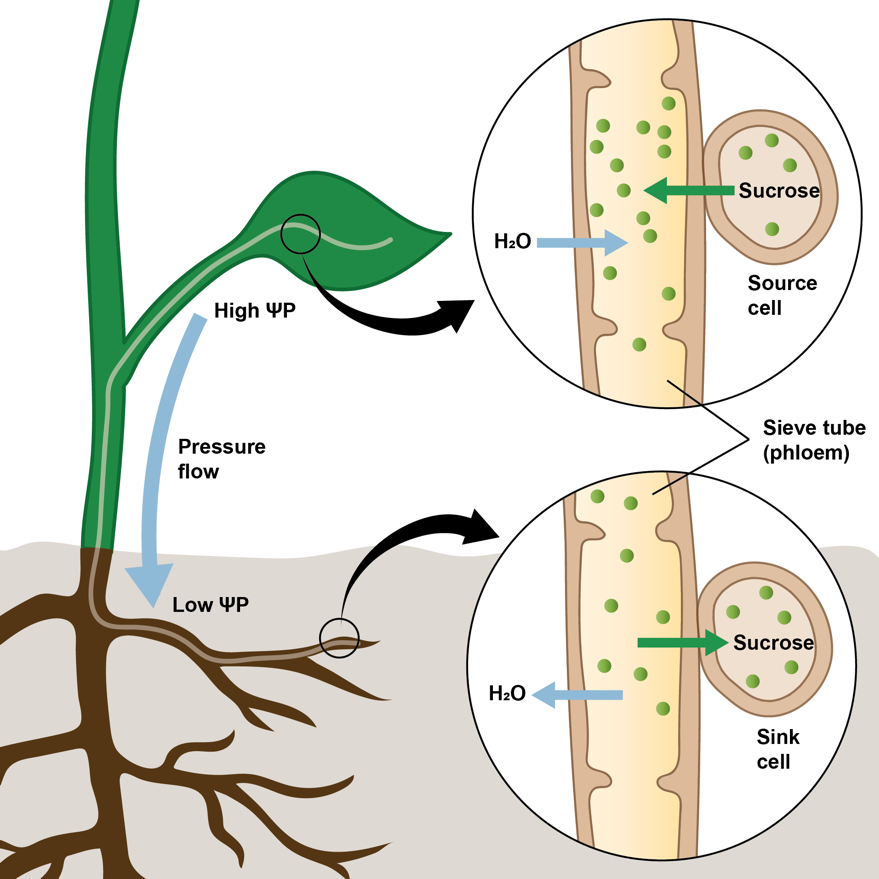 <p><span>Why does water enter the phloem at the source end?&nbsp;</span></p><p></p>
